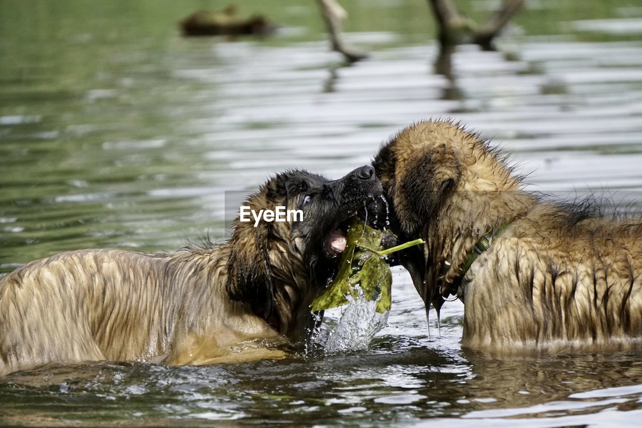 Dogs in a lake