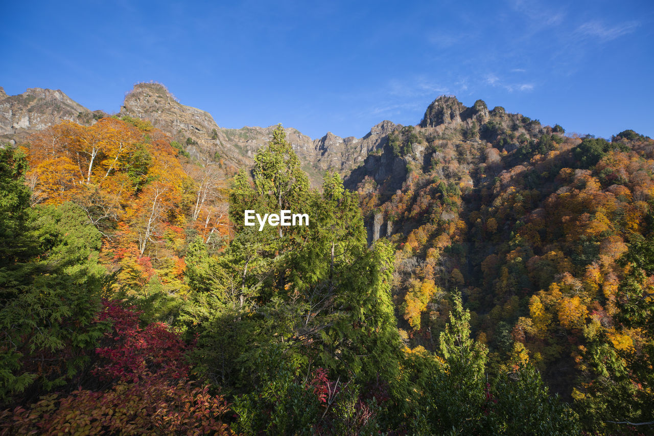 Scenic view of forest against sky during autumn