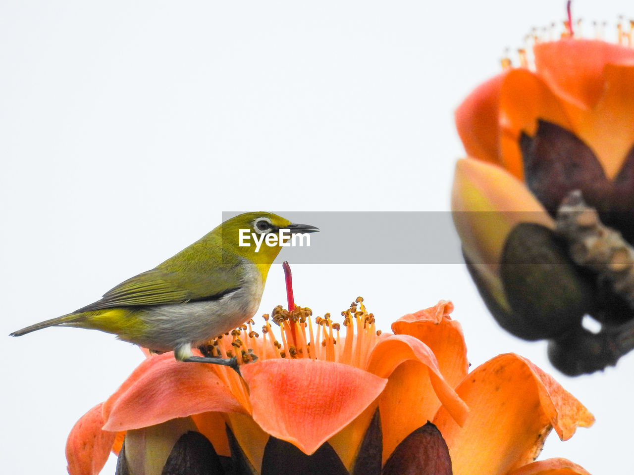 Close-up of bird perching on fruit