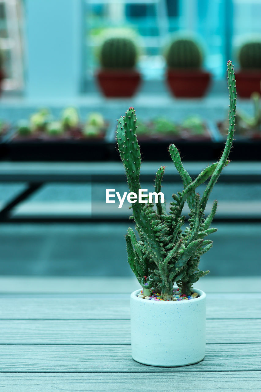 Close-up of potted plant on table