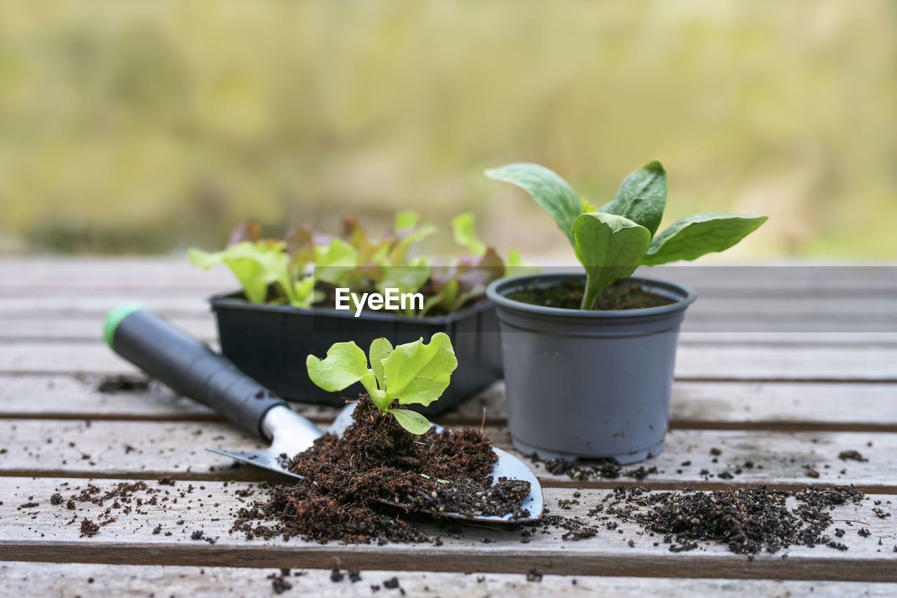 close-up of potted plant against wall