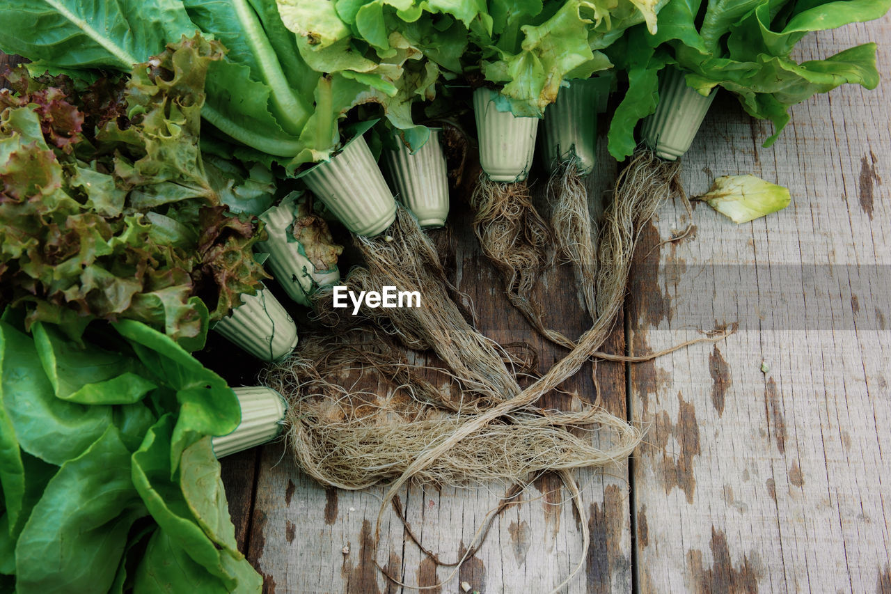 HIGH ANGLE VIEW OF VEGETABLES AND LEAVES IN PLANT