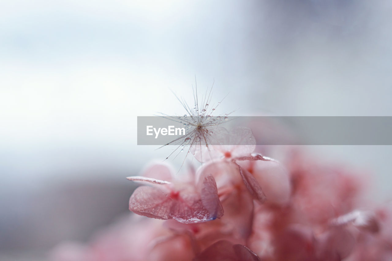 Extreme close-up of wet flower plant