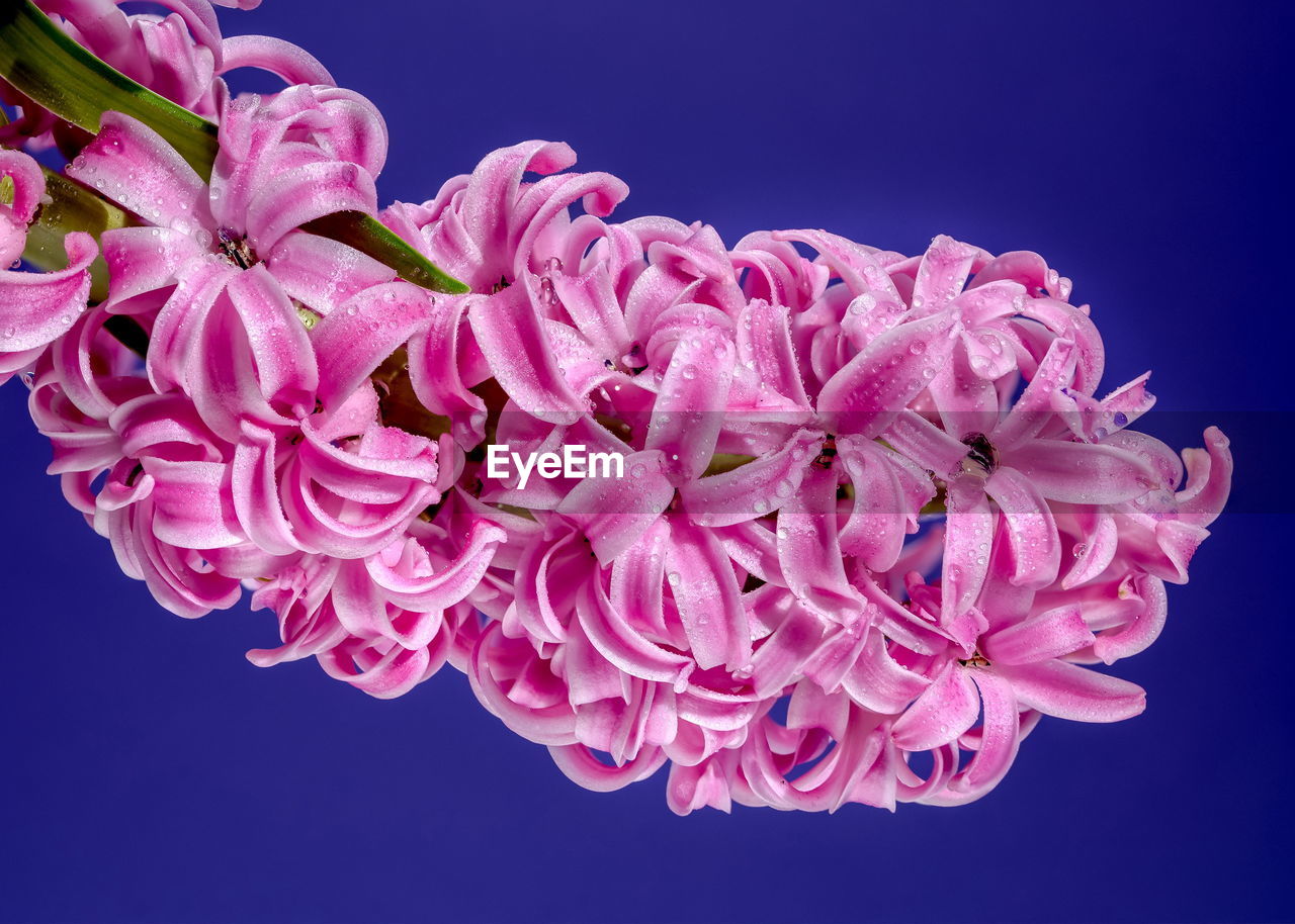 flower, flowering plant, pink, beauty in nature, plant, freshness, petal, blossom, nature, fragility, close-up, lilac, inflorescence, flower head, studio shot, purple, macro photography, no people, blue, growth, colored background, indoors, black background