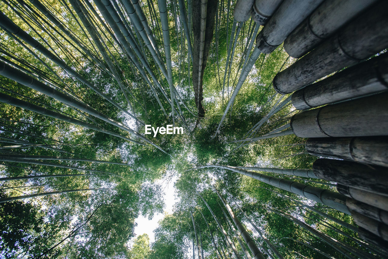 Low angle view of bamboo plants in forest