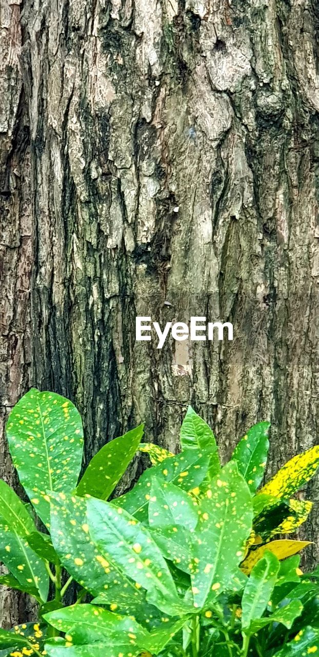 CLOSE-UP OF TREE TRUNK WITH LEAVES