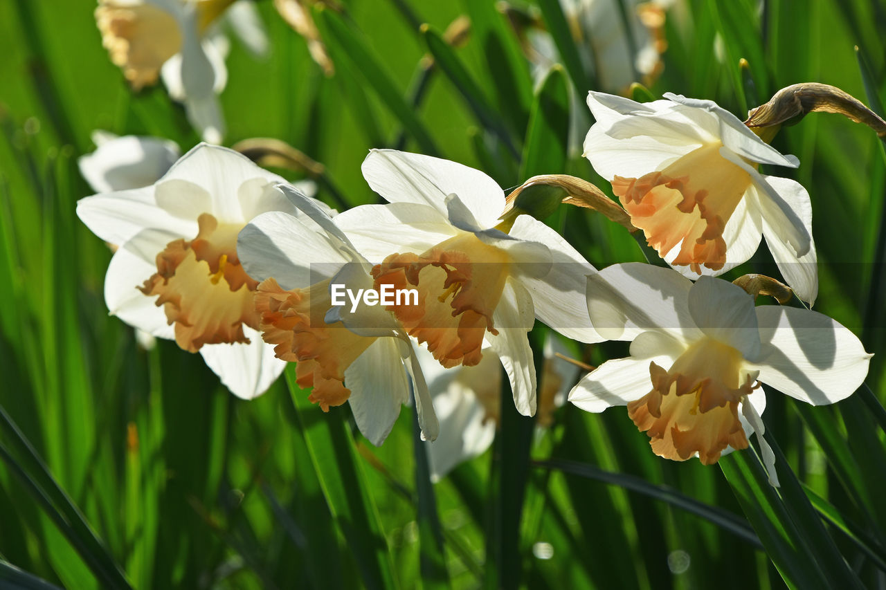 Close-up of white flowers blooming outdoors