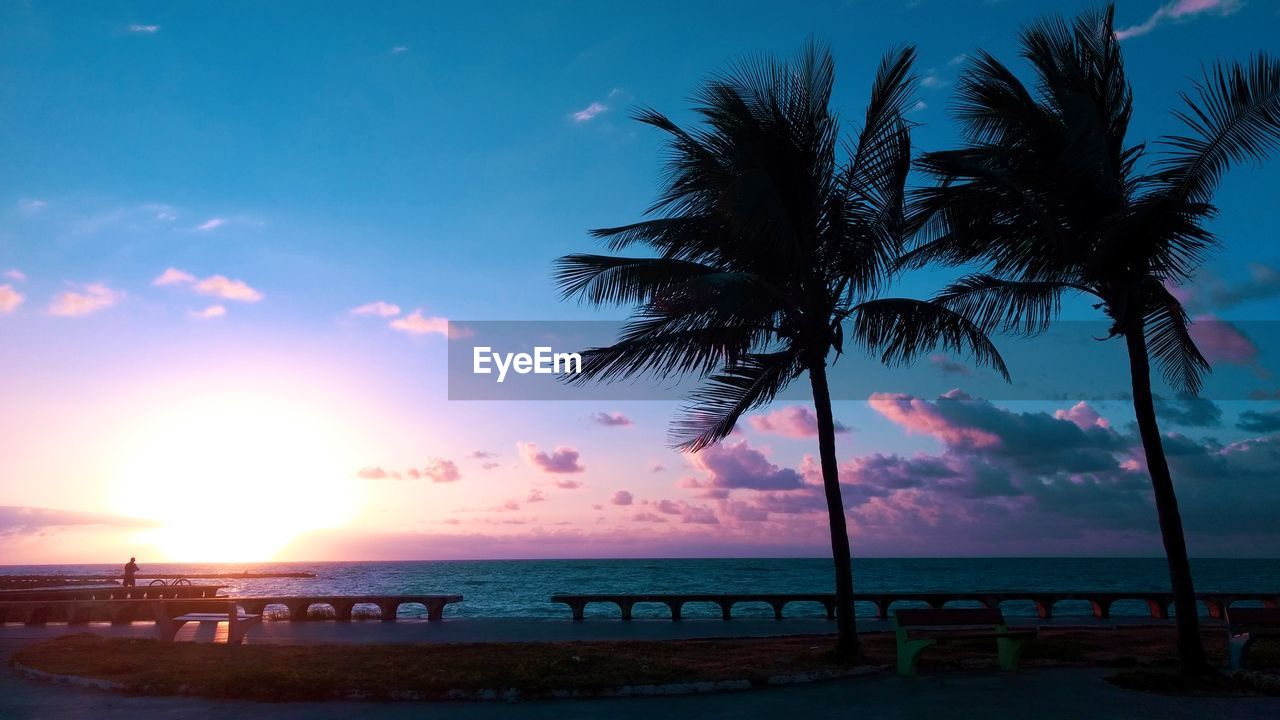 Silhouette palm trees against sky during sunset