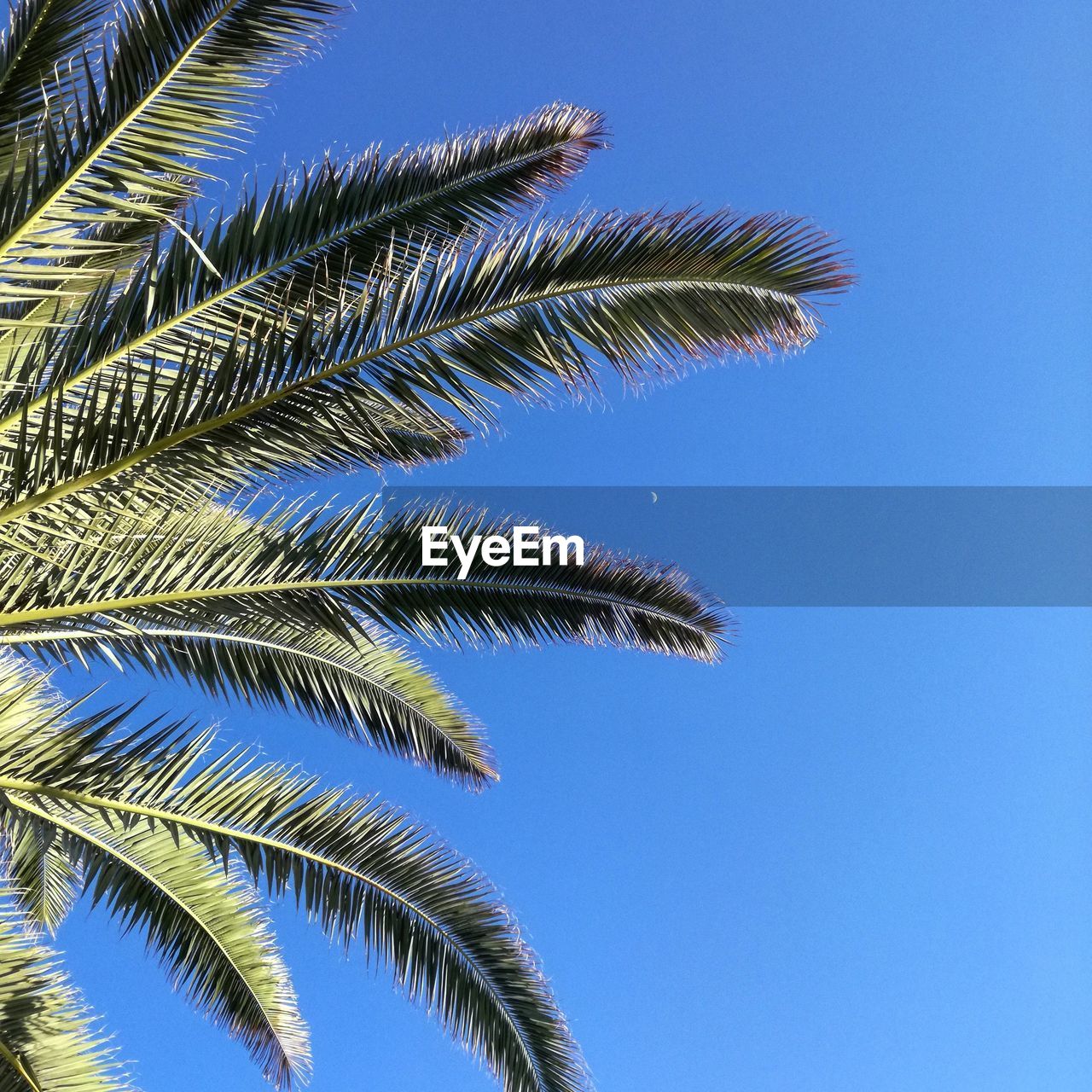 Low angle view of palm tree against blue sky