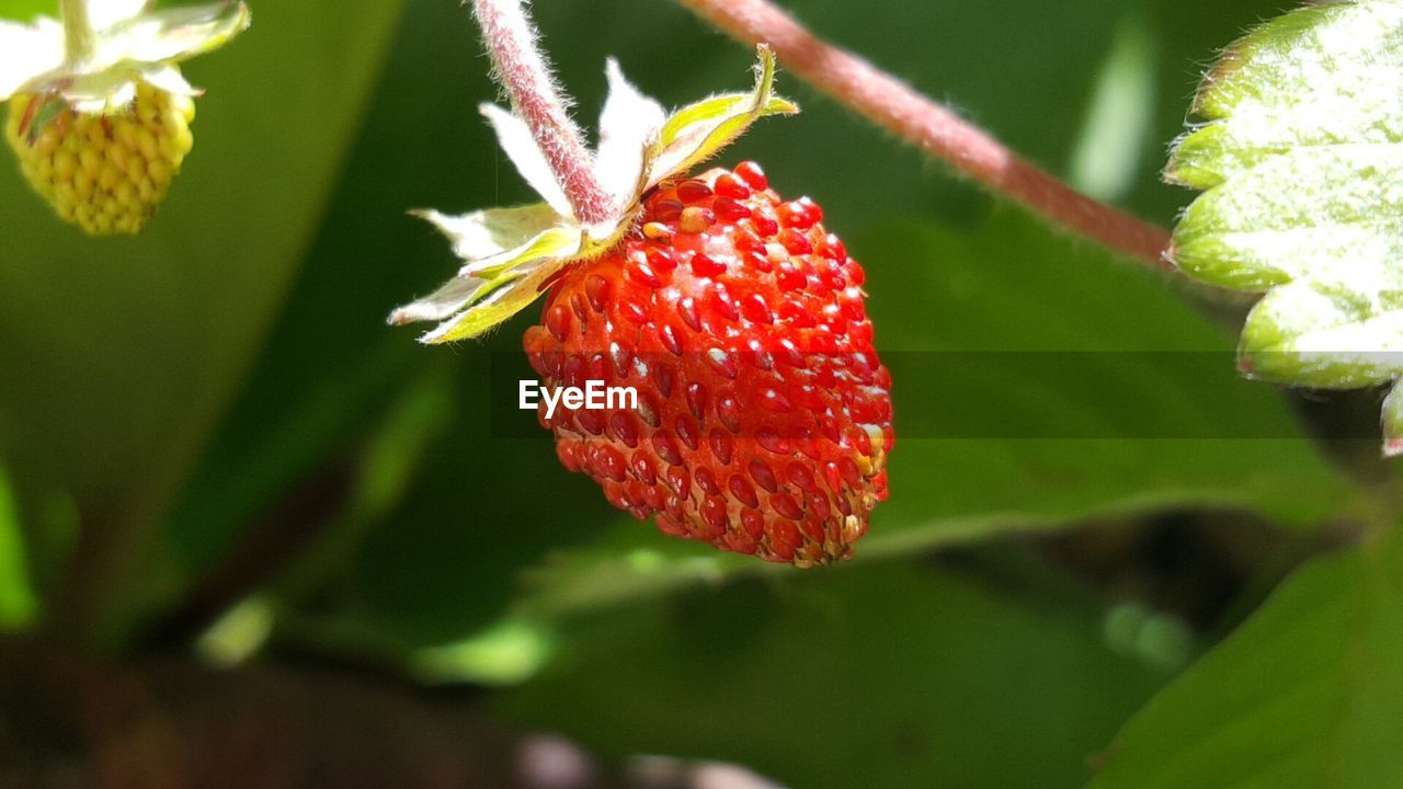 CLOSE-UP OF RED BERRIES