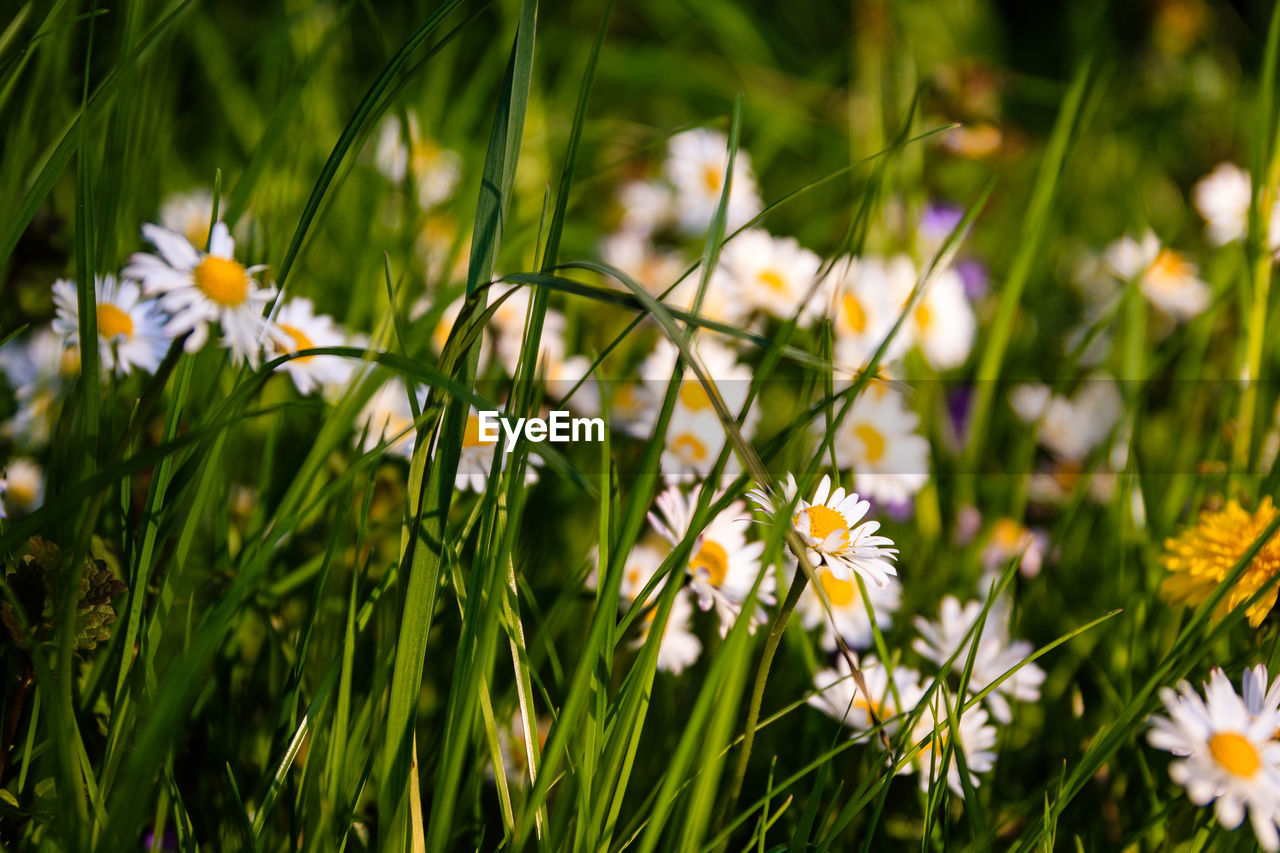 Close-up of daisy flowers on field