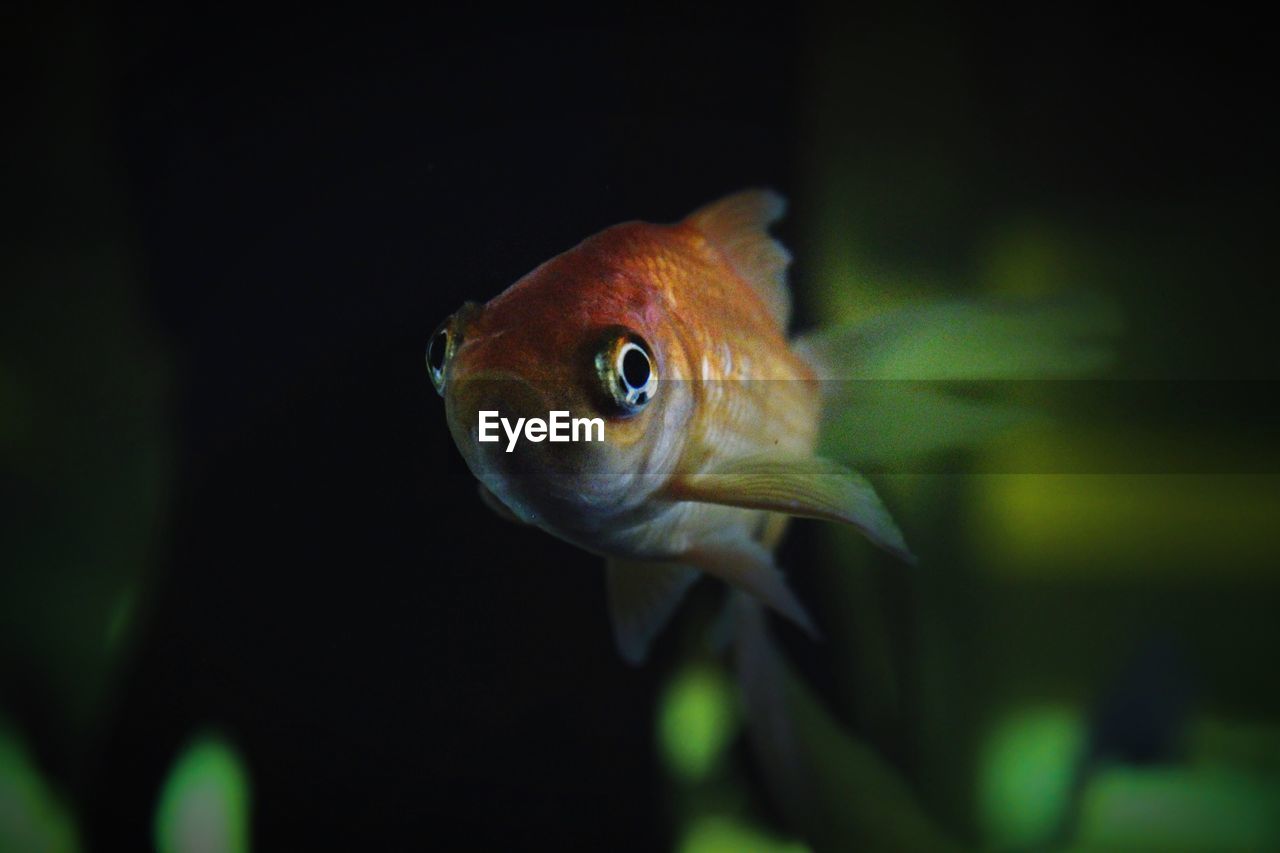 Close-up of fish swimming in fish tank