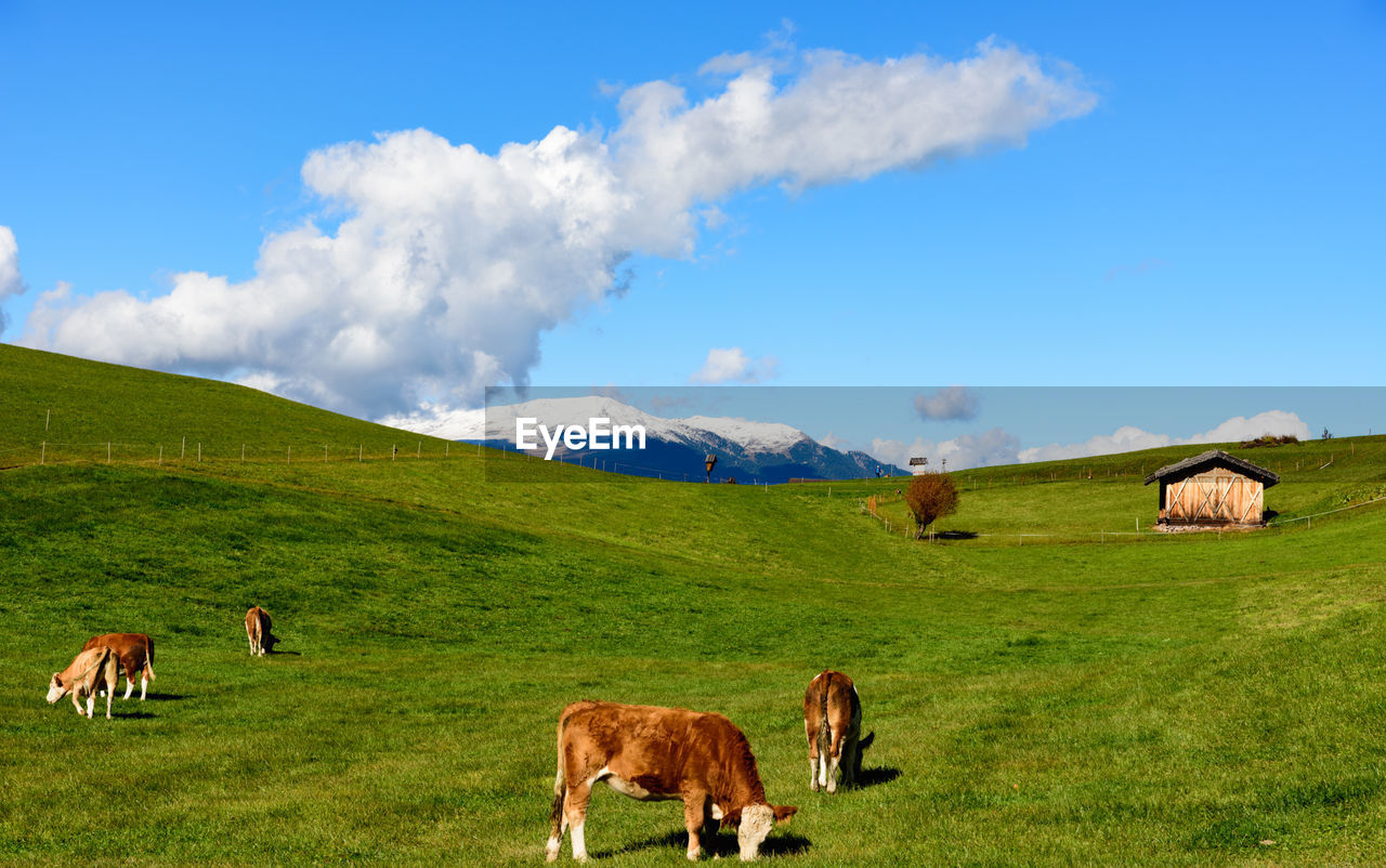 Cows grazing on grassy field against sky