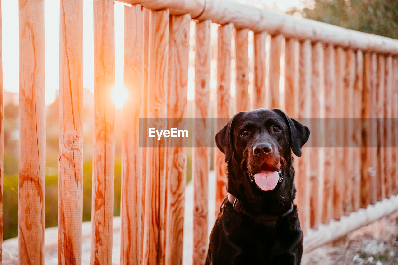 Close-up portrait of dog sitting by fence