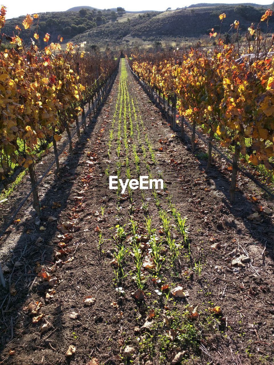 Close-up of vineyard against sky
