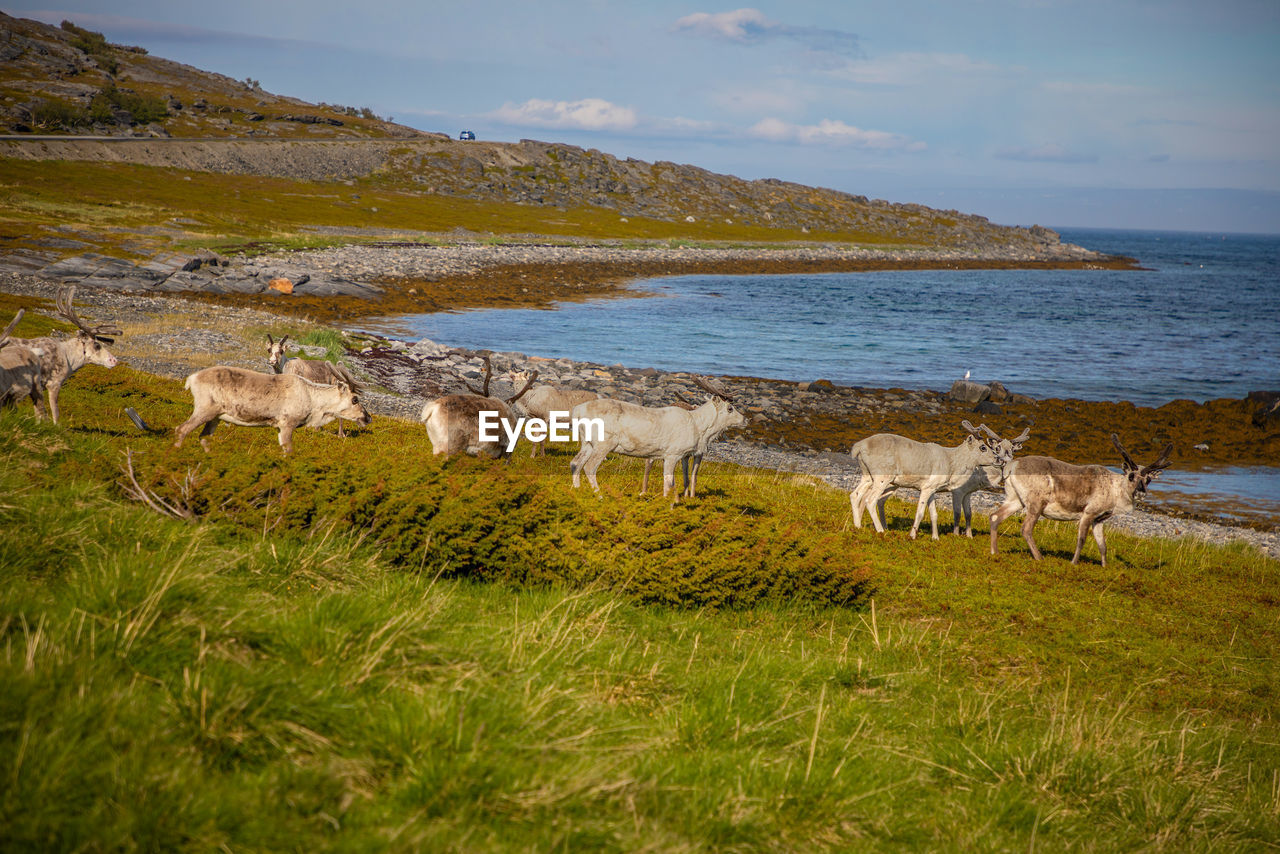 VIEW OF SHEEP ON FIELD