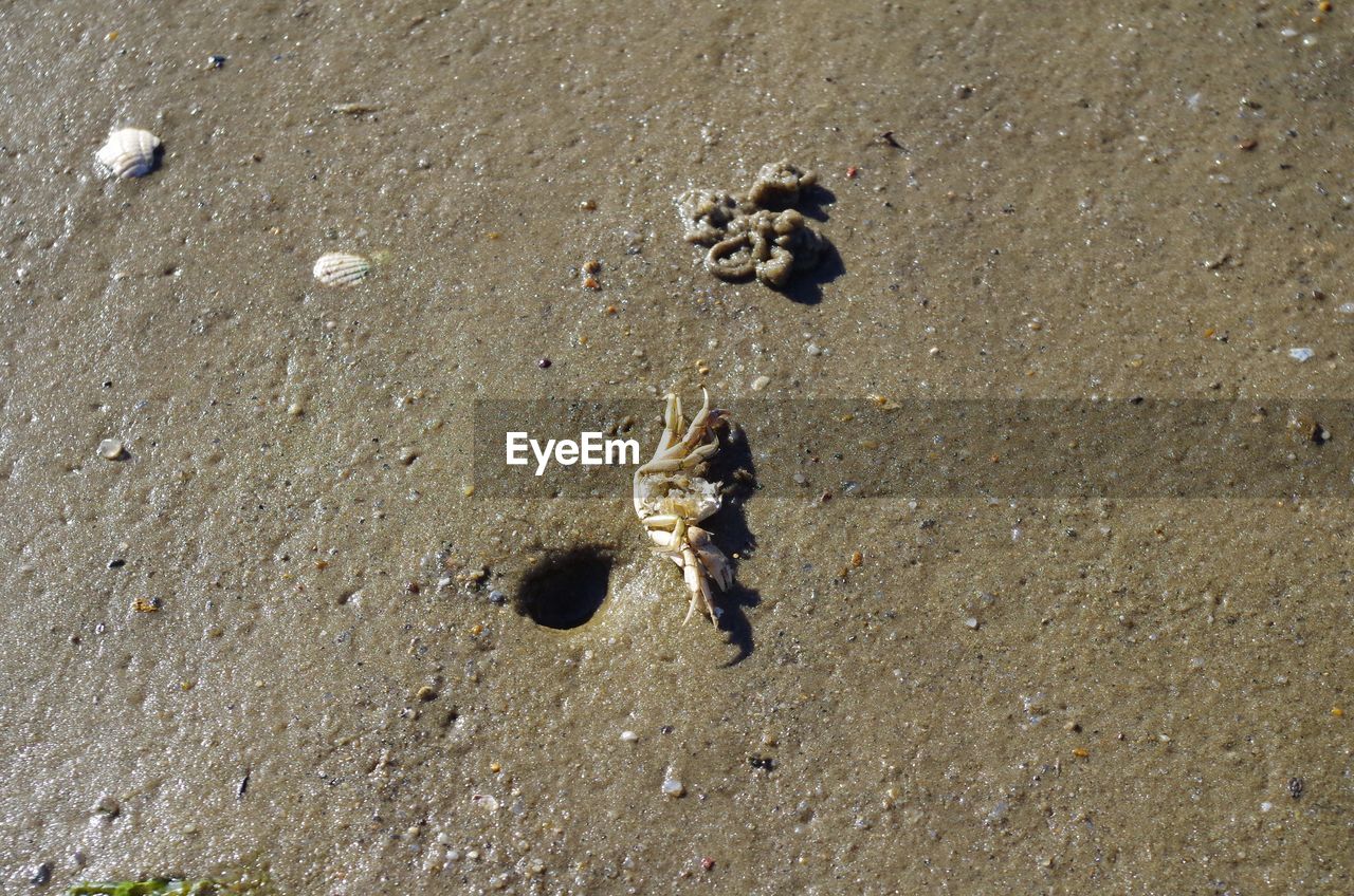 HIGH ANGLE VIEW OF STARFISH ON SAND AT BEACH