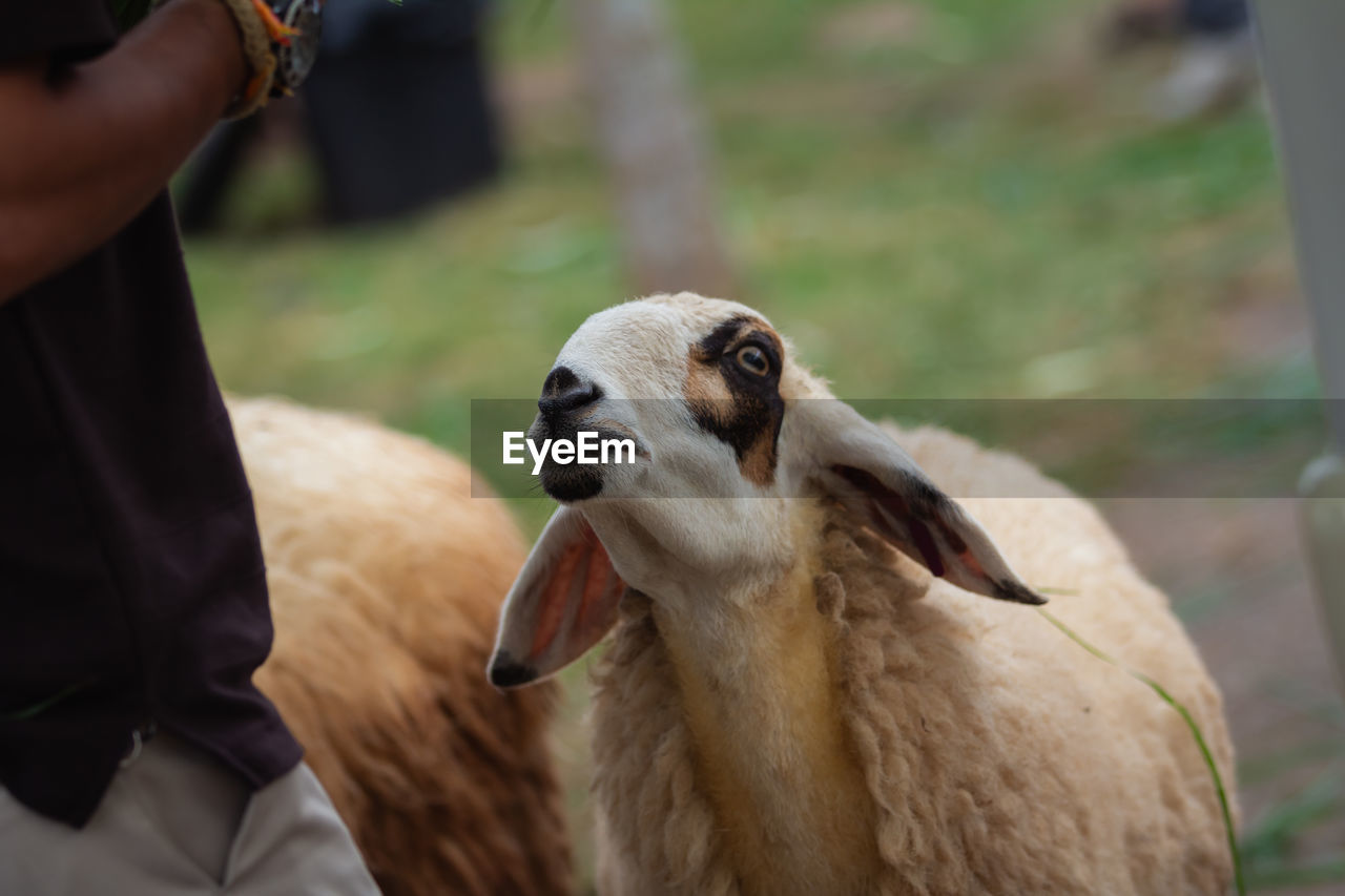 Midsection of man with sheep outdoors