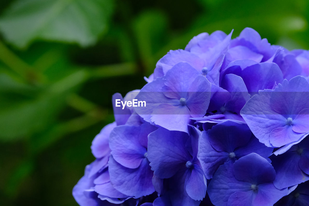 Close-up of purple flowers blooming outdoors