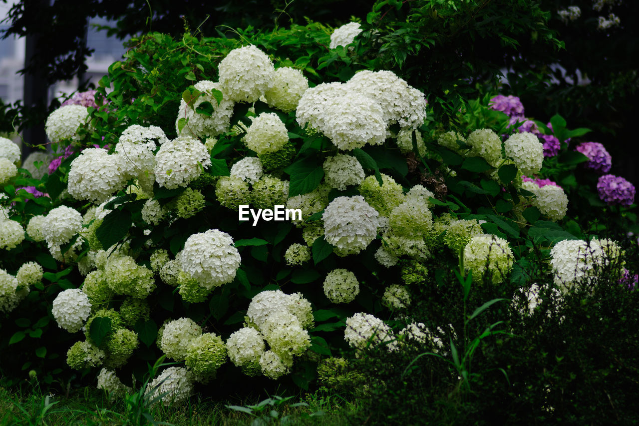 plant, flower, flowering plant, nature, beauty in nature, freshness, growth, no people, green, day, outdoors, vegetable, garden, yarrow, hydrangea, close-up, botany, food, food and drink, plant part, abundance, leaf
