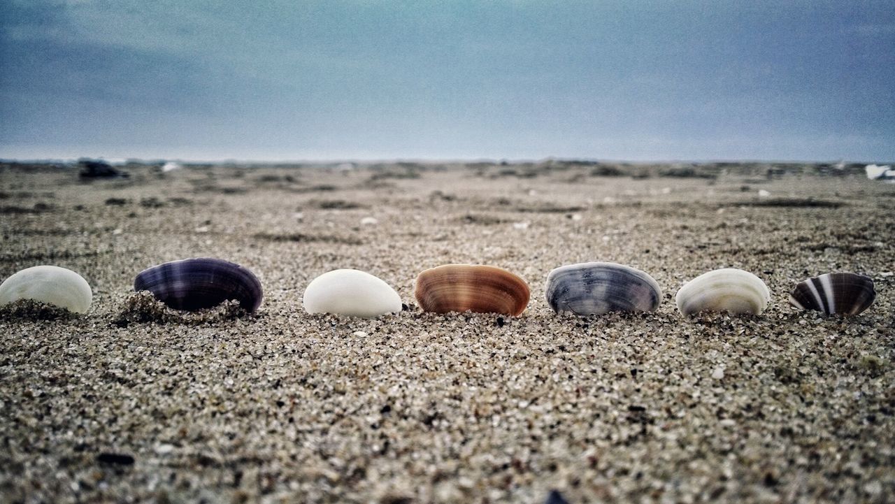 Close-up of seashells arranged in sand