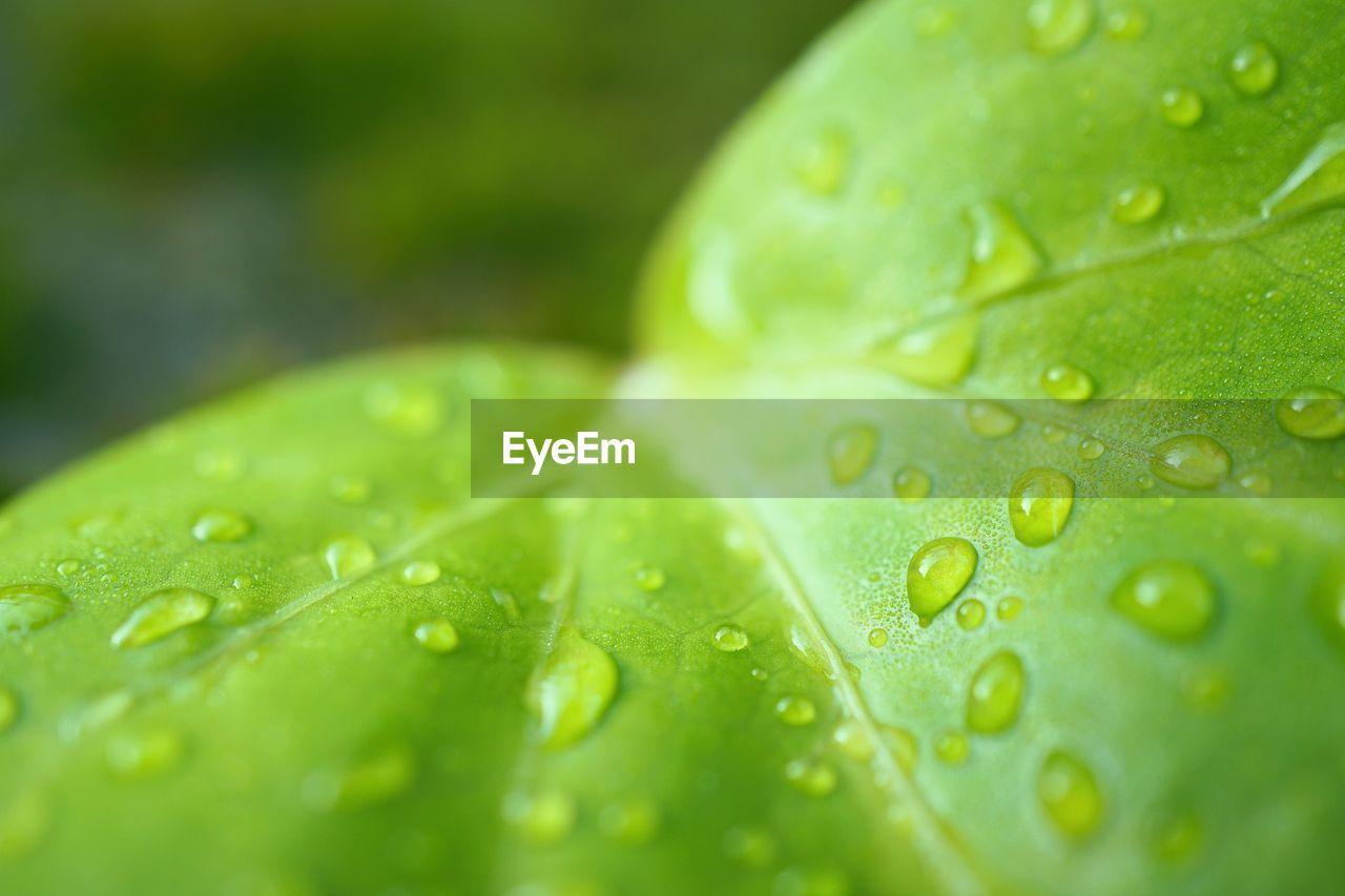 Close-up of raindrops on leaf