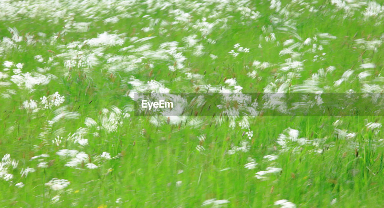 WHITE FLOWERS GROWING ON FIELD