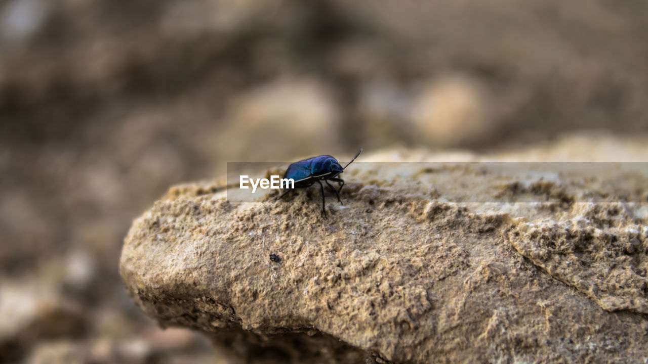 Close-up of insect on rock