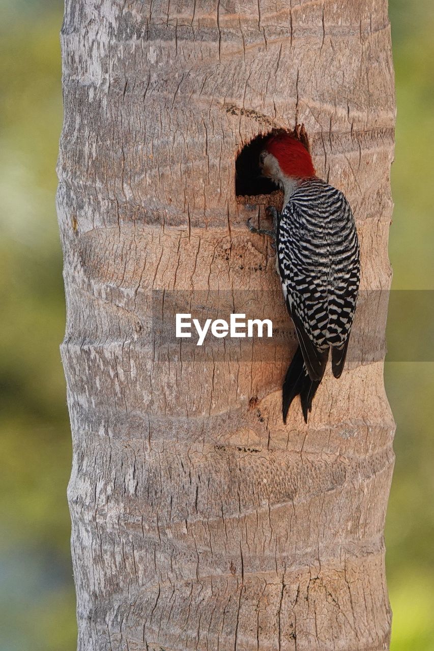 animal, animal themes, animal wildlife, bird, wildlife, woodpecker, one animal, tree trunk, trunk, tree, nature, no people, outdoors, focus on foreground, day, plant, perching, branch, wood