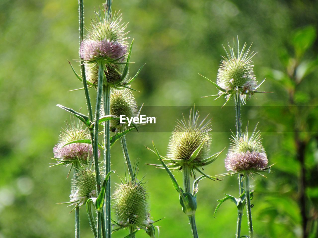 CLOSE-UP OF THISTLE AGAINST PURPLE FLOWER