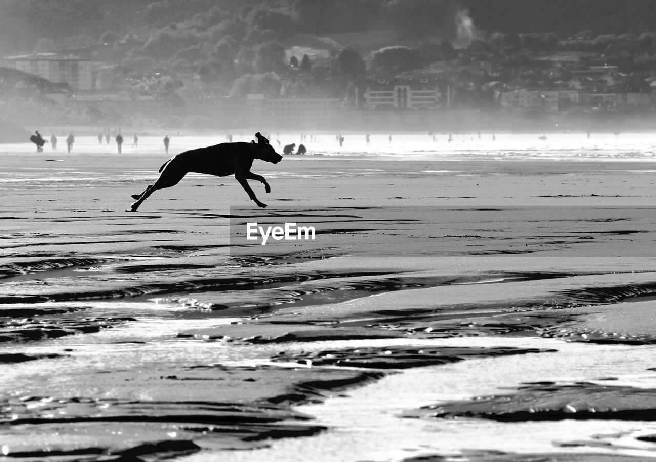 Dog running on beach to the sea 