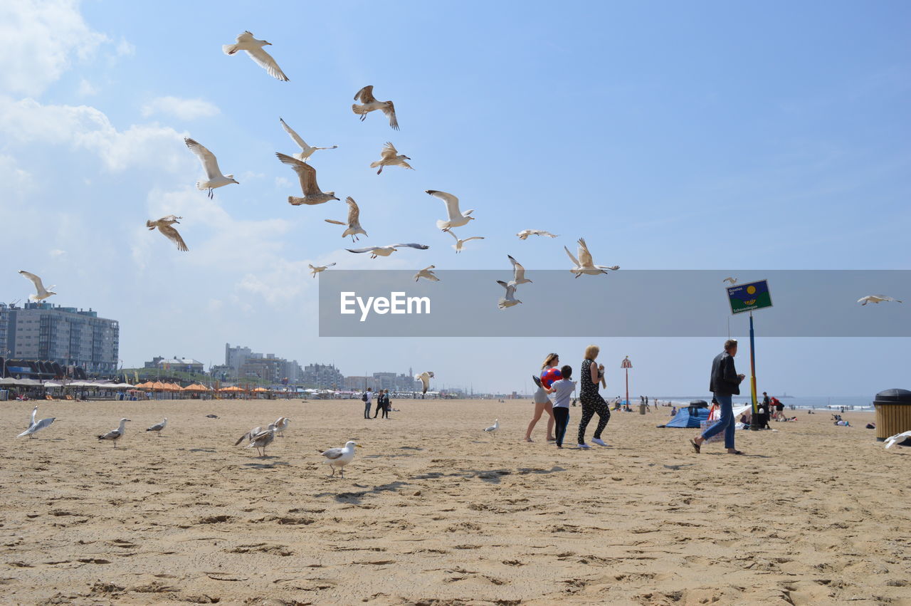 SEAGULLS FLYING OVER BEACH AGAINST SKY