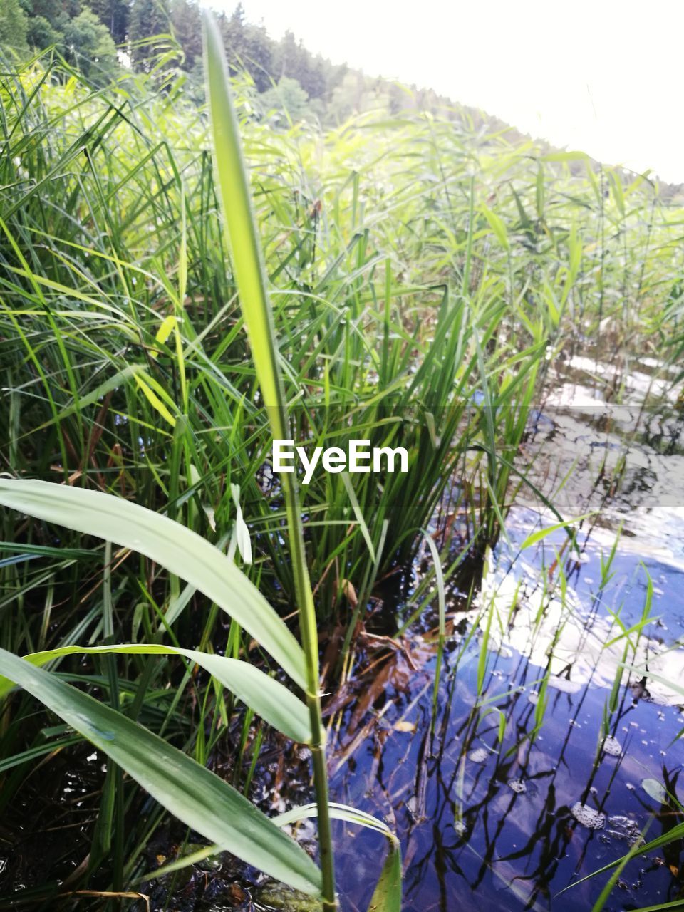 CLOSE-UP OF PLANTS GROWING IN FIELD