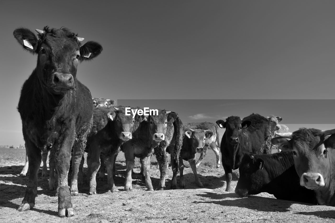 Portrait of cows standing on field against sky