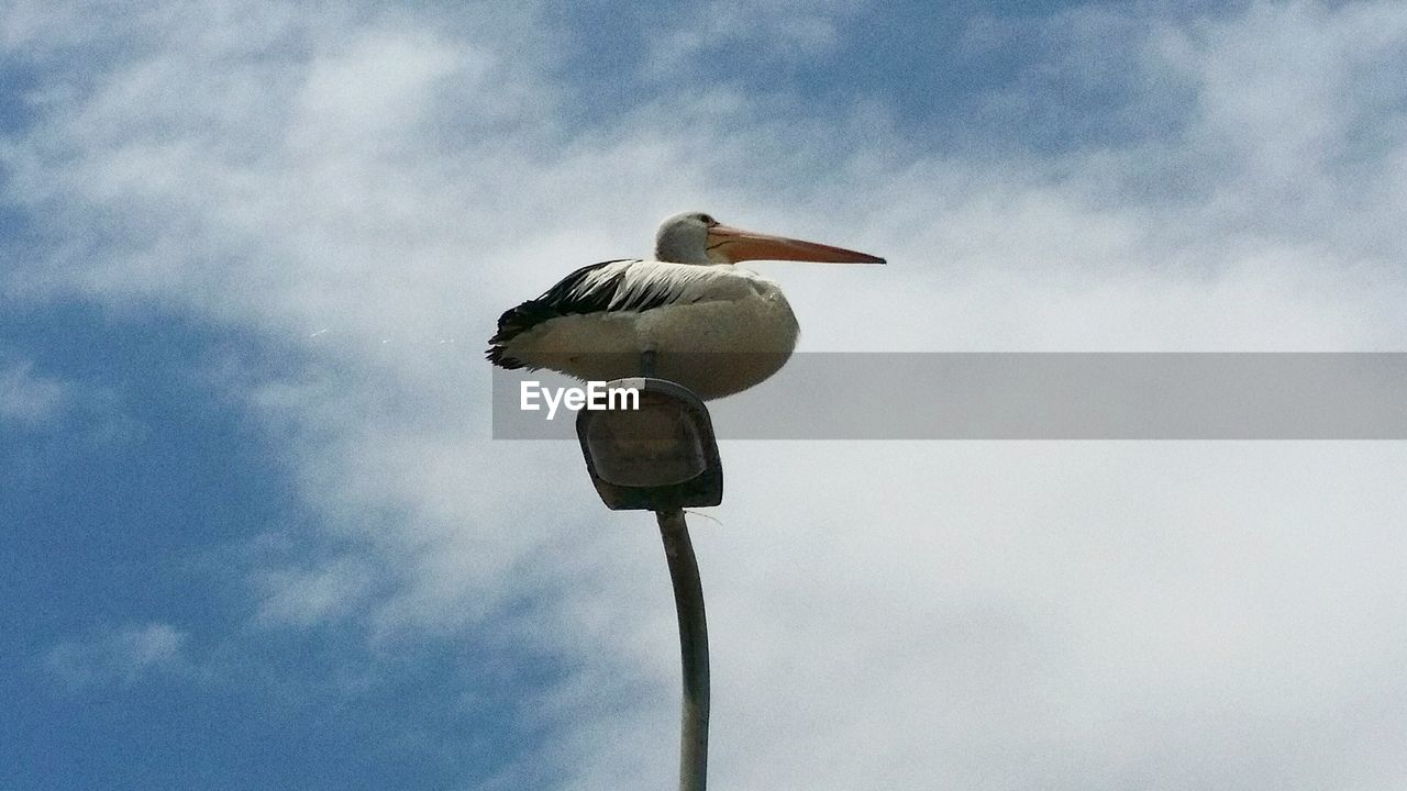 LOW ANGLE VIEW OF BIRD PERCHING ON POLE