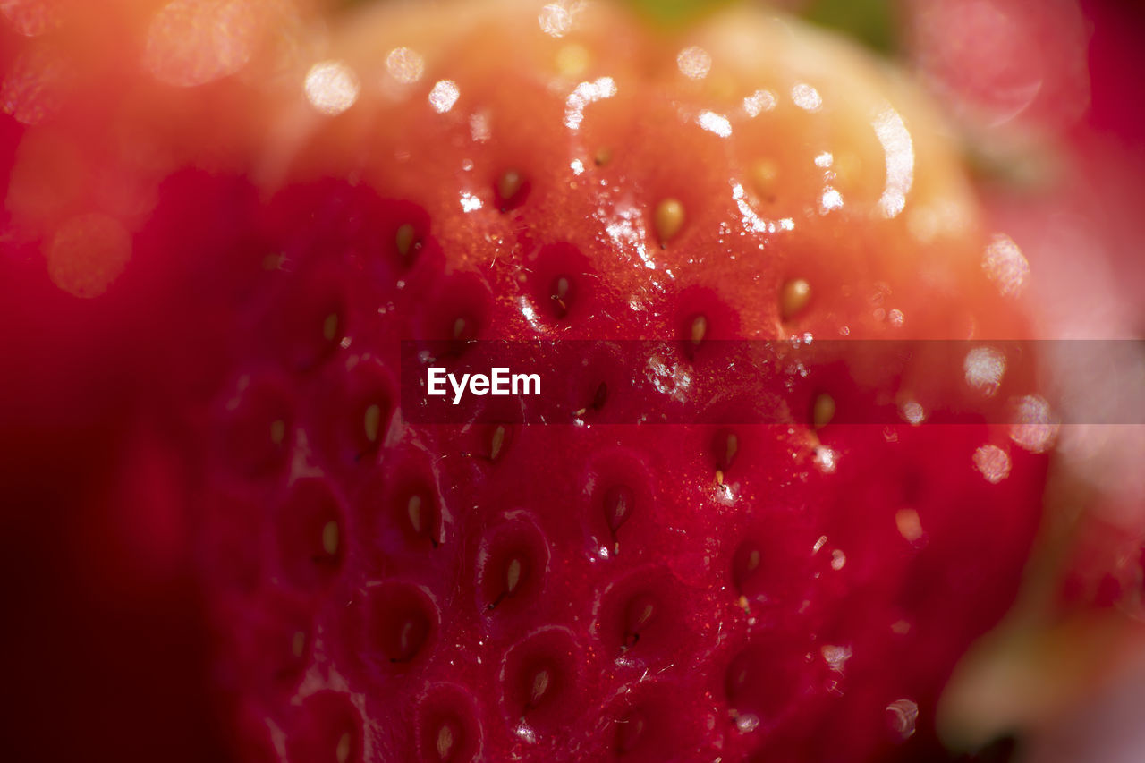 MACRO SHOT OF BERRIES