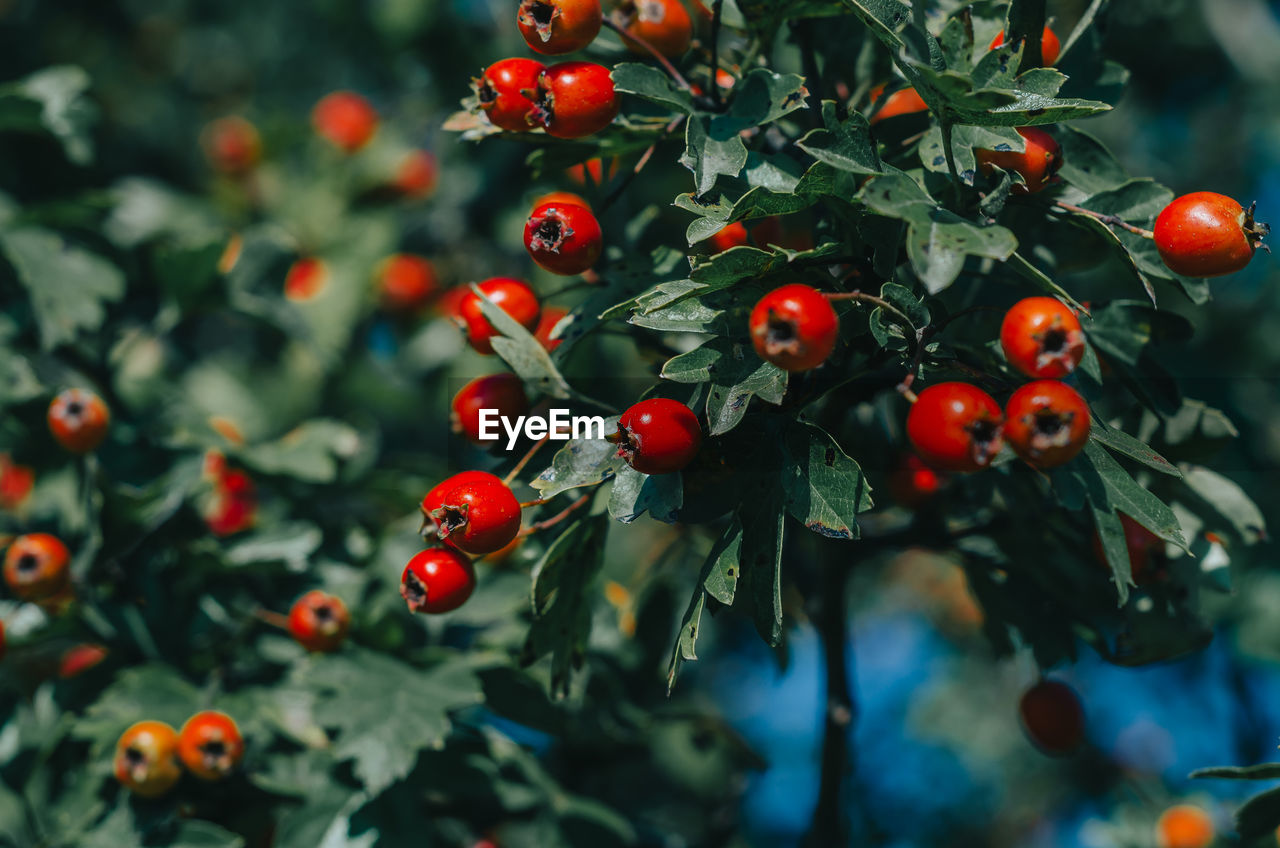 Bright red hawthorn on background of green leaves. medicinal plant. treatment of heart disease.