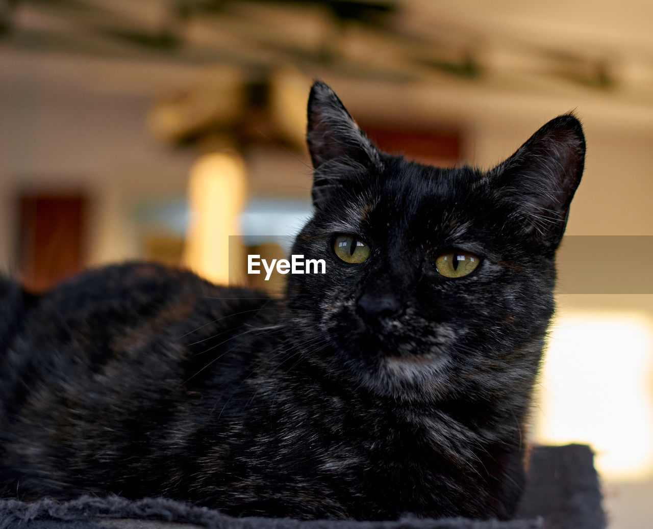 CLOSE-UP PORTRAIT OF BLACK CAT RELAXING ON FLOOR