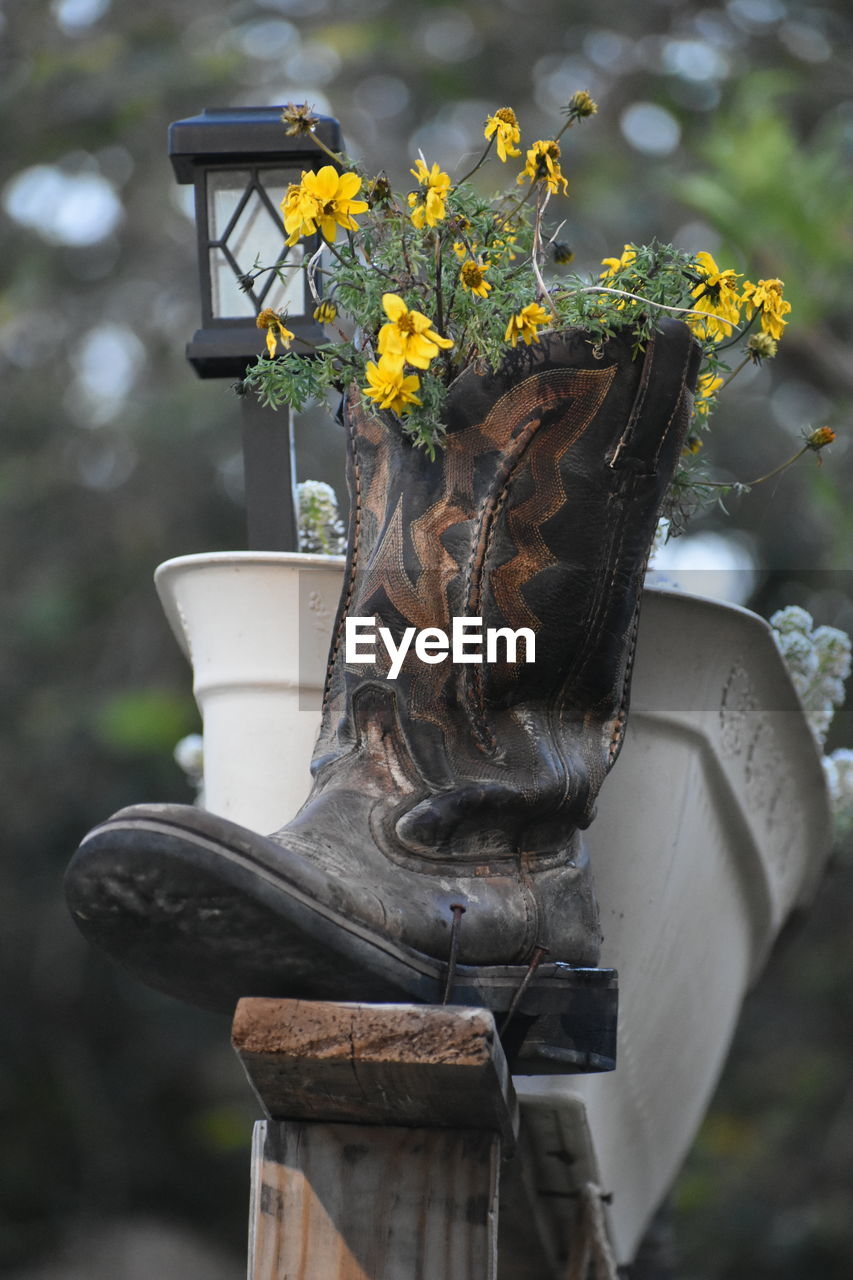 A boot that has become a flowerpot