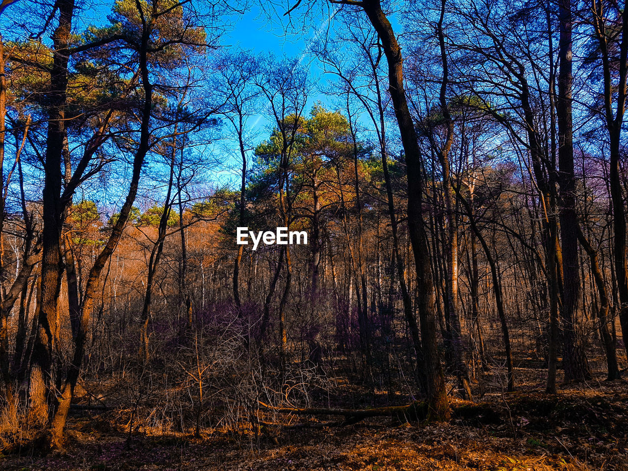 CLOSE-UP OF TREES IN FOREST