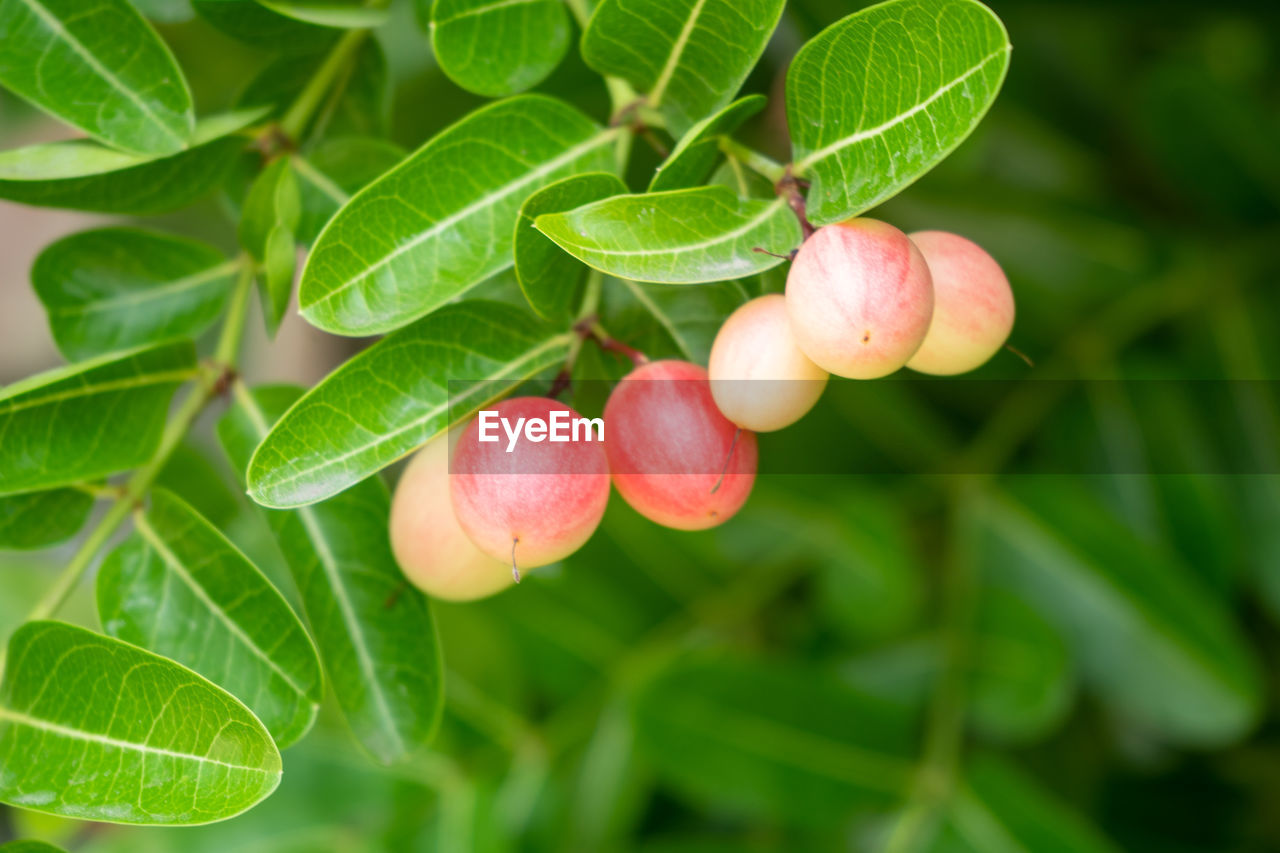 CLOSE-UP OF RED BERRIES GROWING ON PLANT