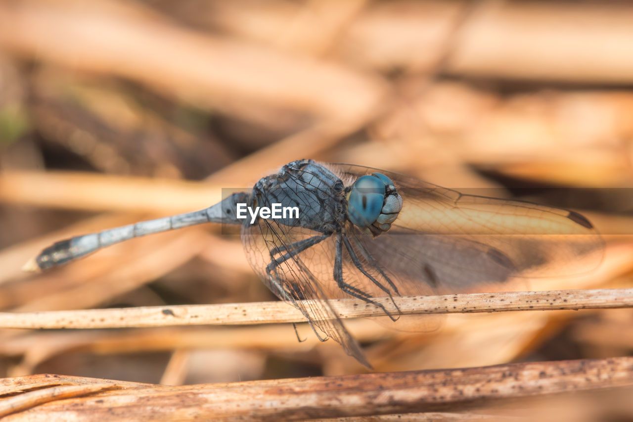 CLOSE-UP OF DRAGONFLY ON WOODEN POST