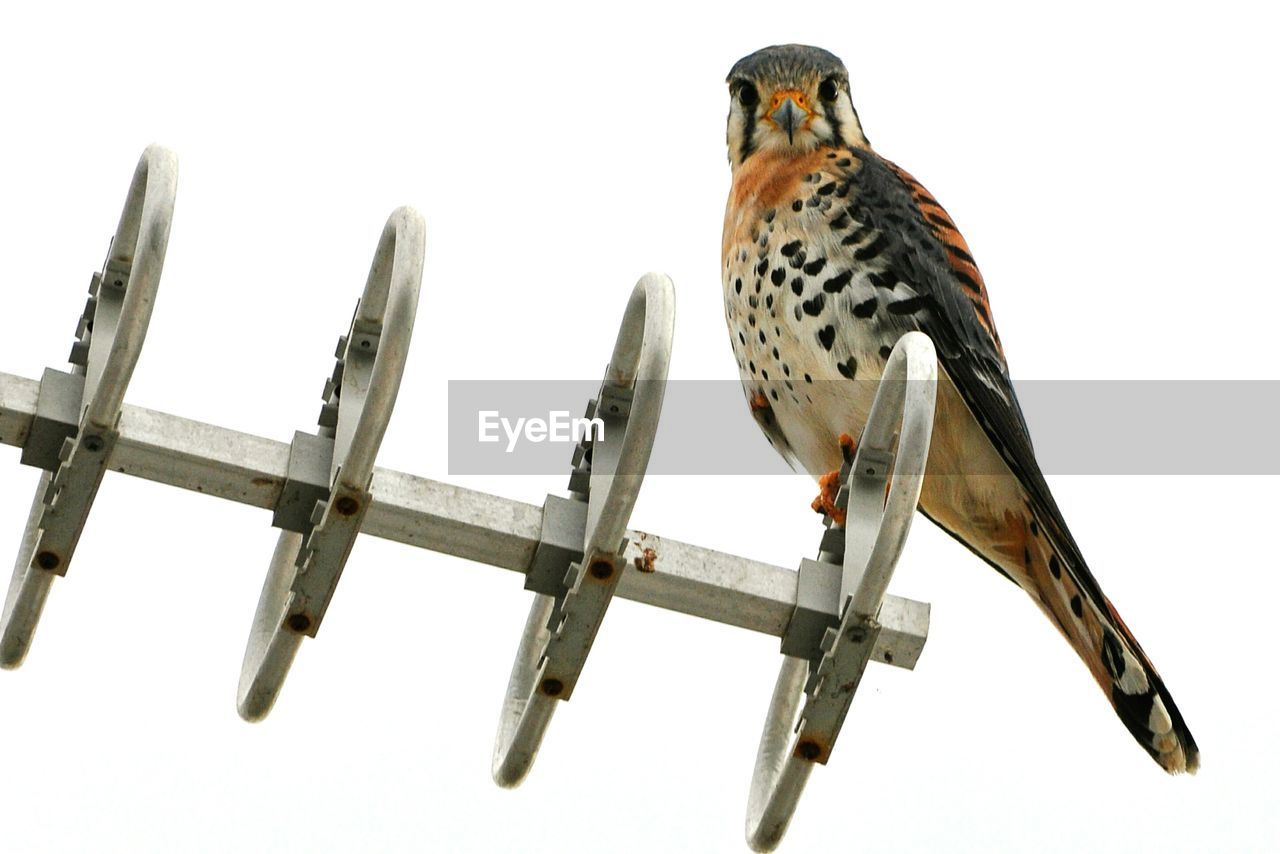 LOW ANGLE VIEW OF BIRD PERCHING ON CABLE AGAINST SKY