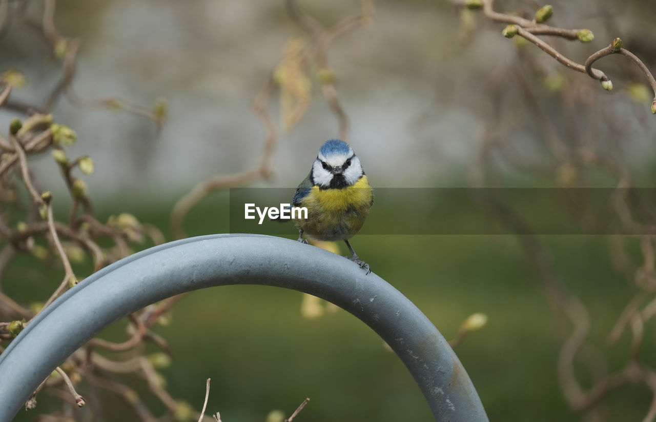 BIRD PERCHING ON A BRANCH