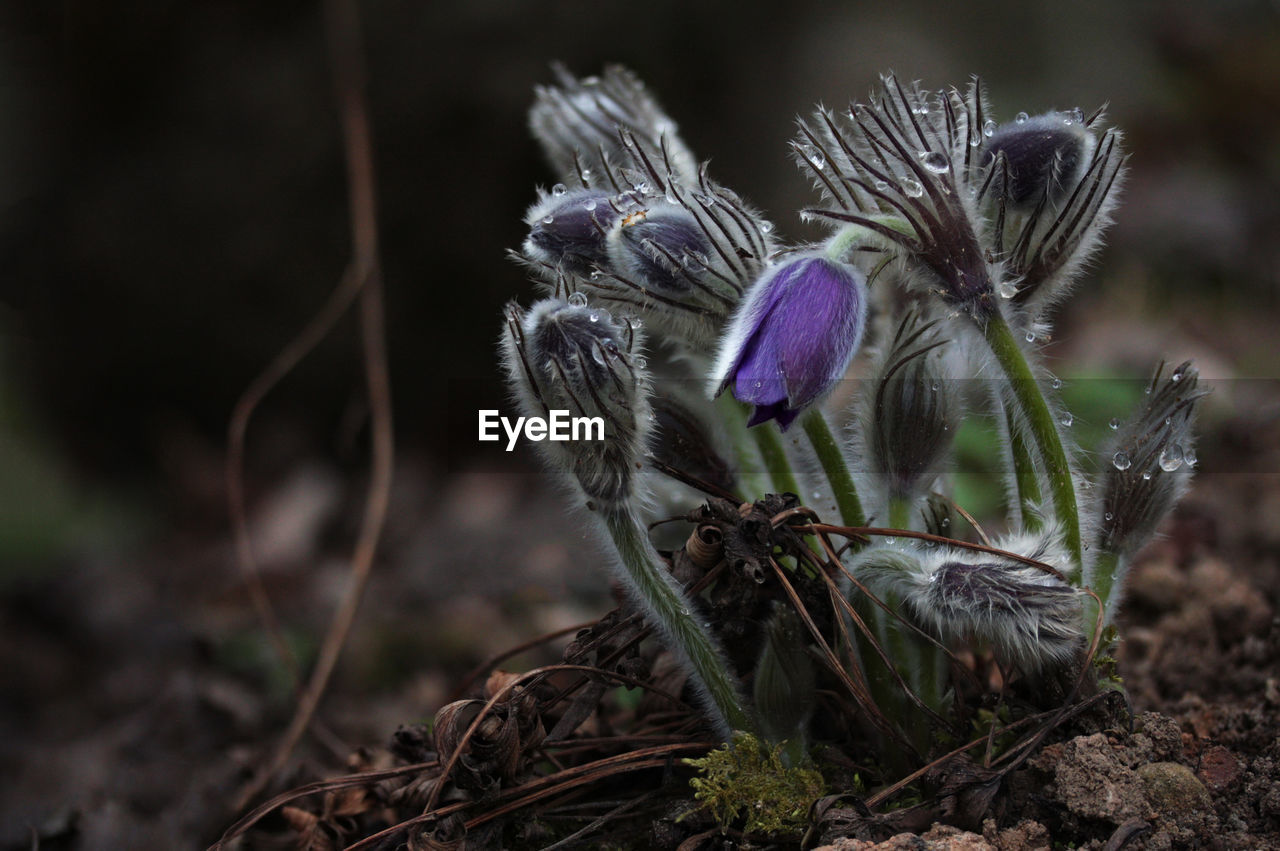 CLOSE-UP OF THISTLE