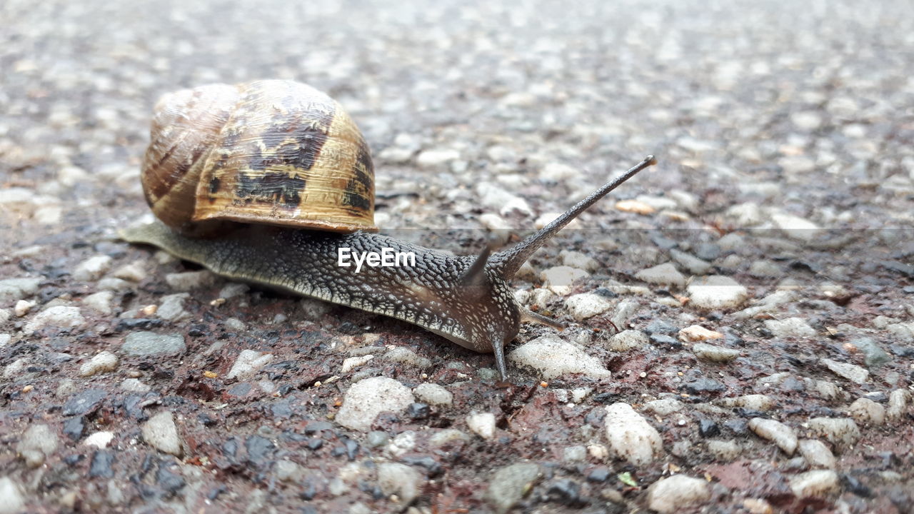 CLOSE UP OF SNAIL