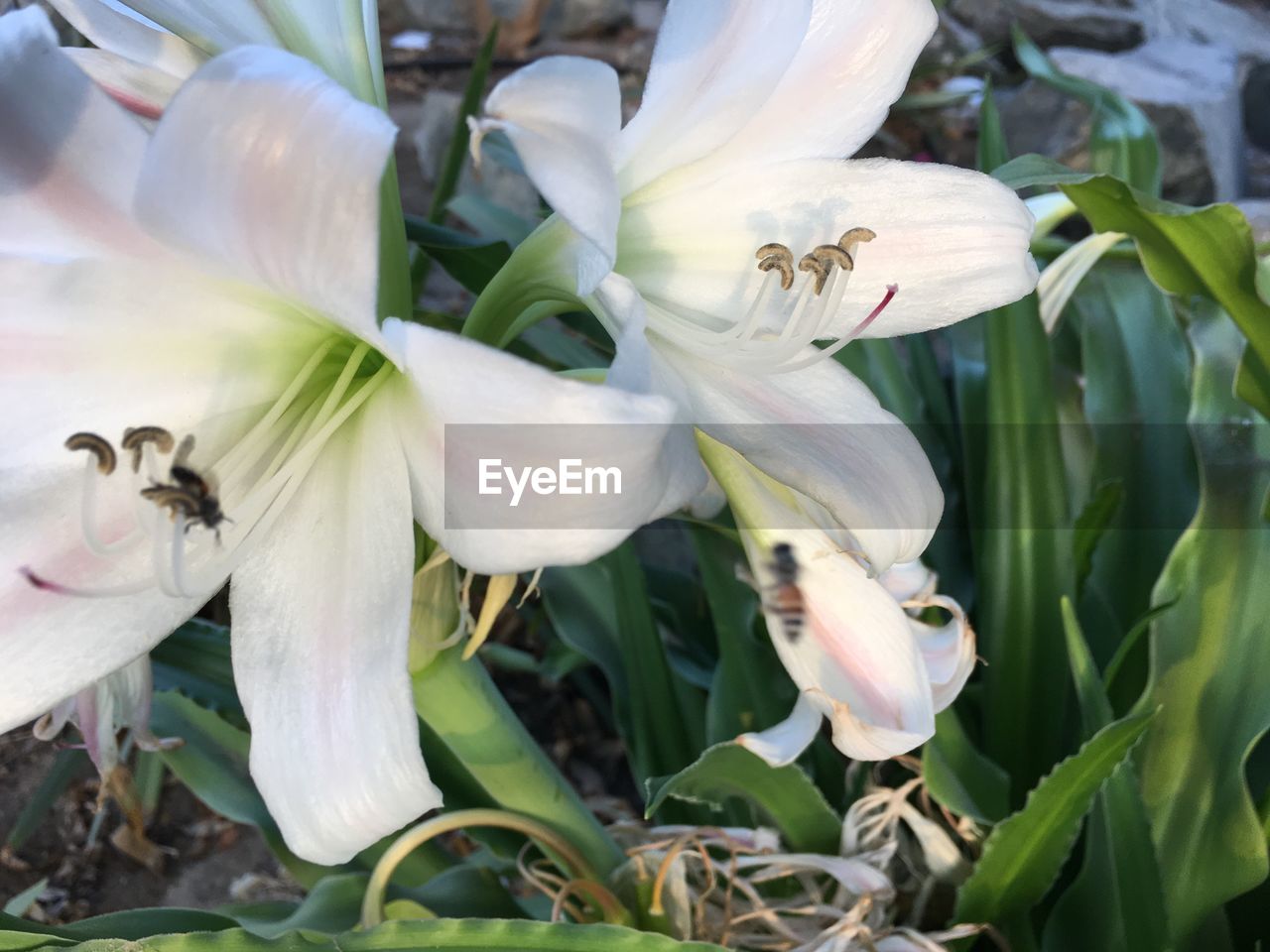 CLOSE-UP OF WHITE FLOWERS BLOOMING