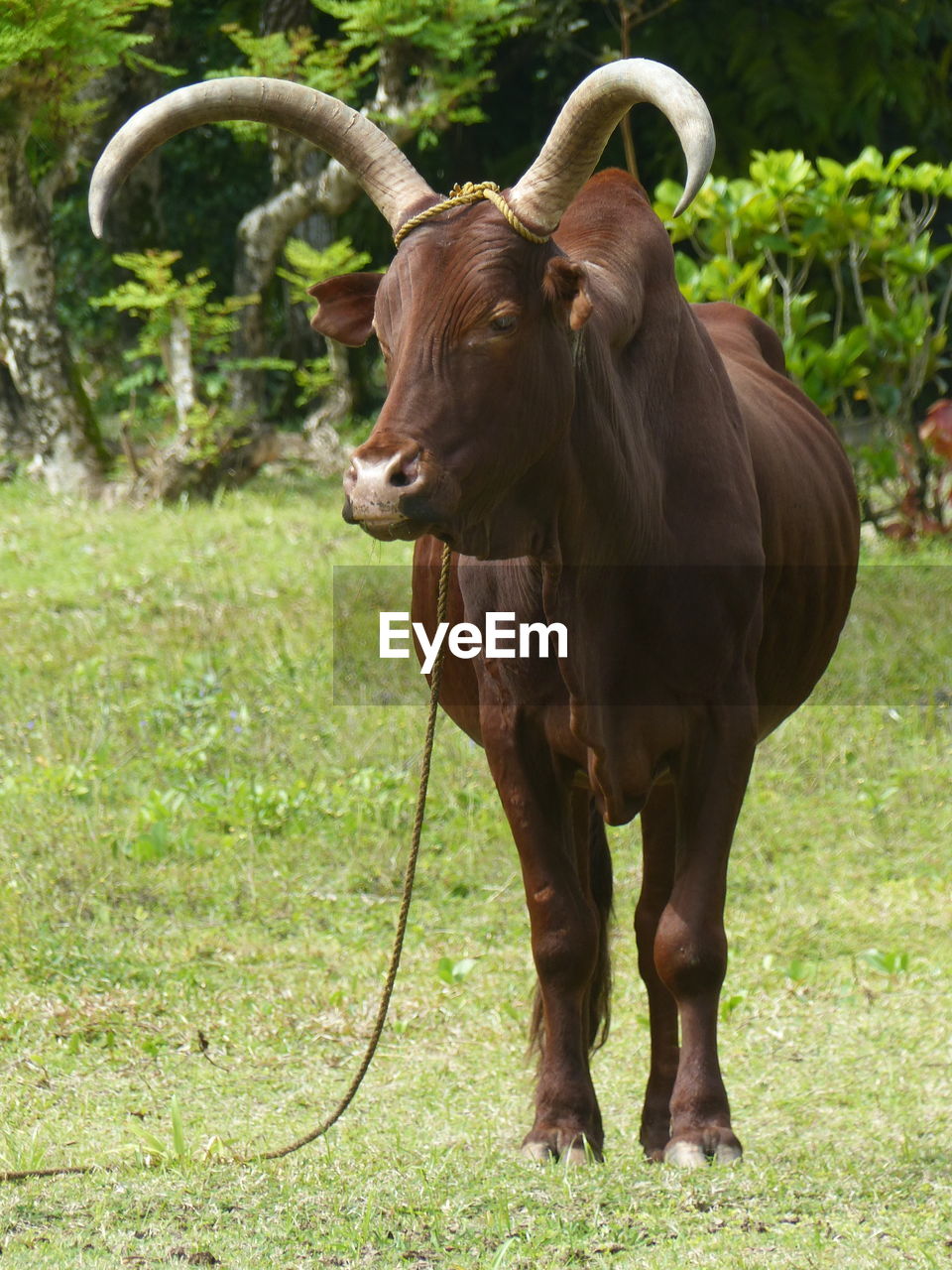 Cow with giant horns standing in field