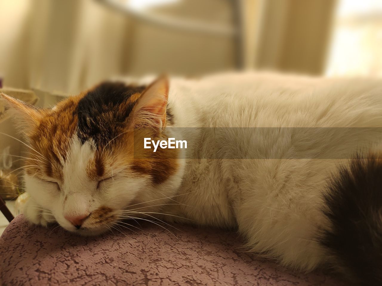 CLOSE-UP OF A CAT SLEEPING ON FLOOR