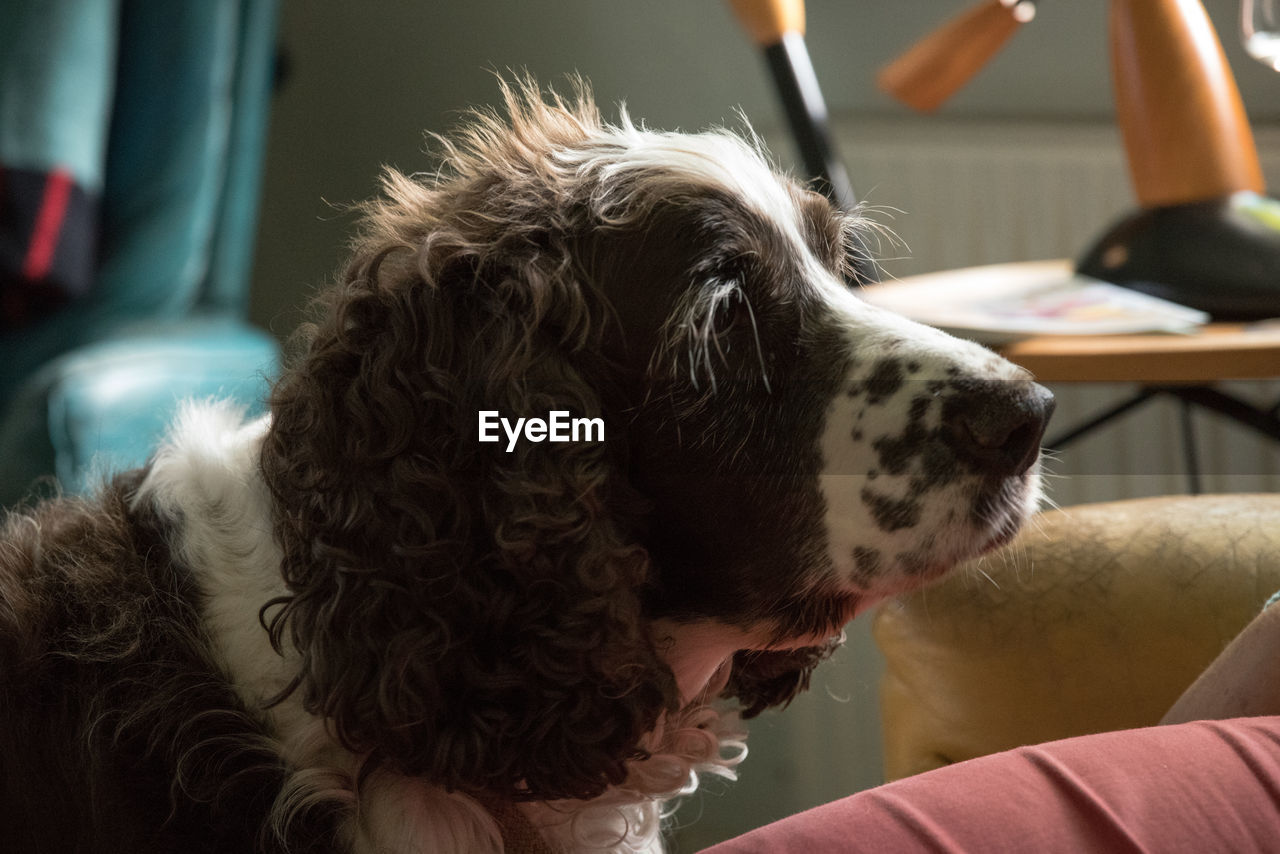 CLOSE-UP OF DOG IN HOME